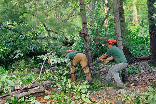 The Steps Involved in Our Tree Care Process in Hallstead, PA